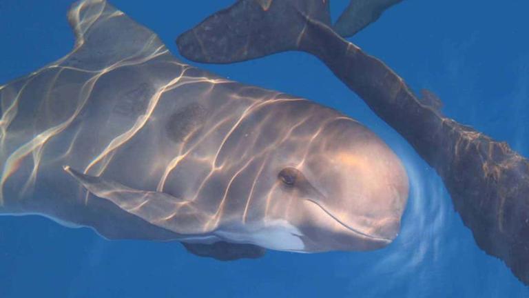 Welt der Wale: Pelagos