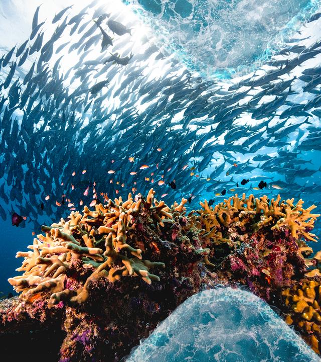 Jackfisch Schwarm und Koralle unter Wasser