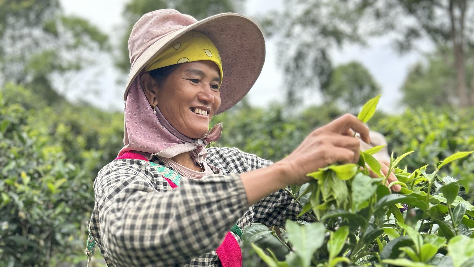 Yang Xiaoli pflückt Tee.