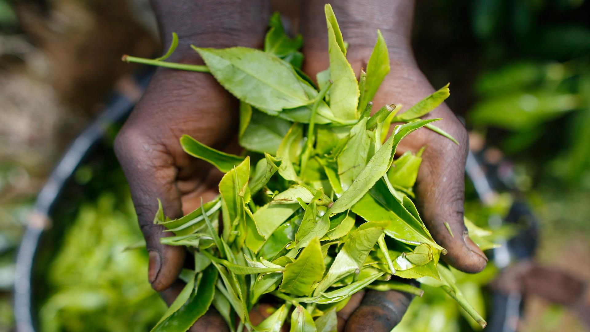 In zwei Händen liegt ein Haufen grüner Teeblätter. Am Boden steht ein Eimer mit noch mehr Teeblättern.