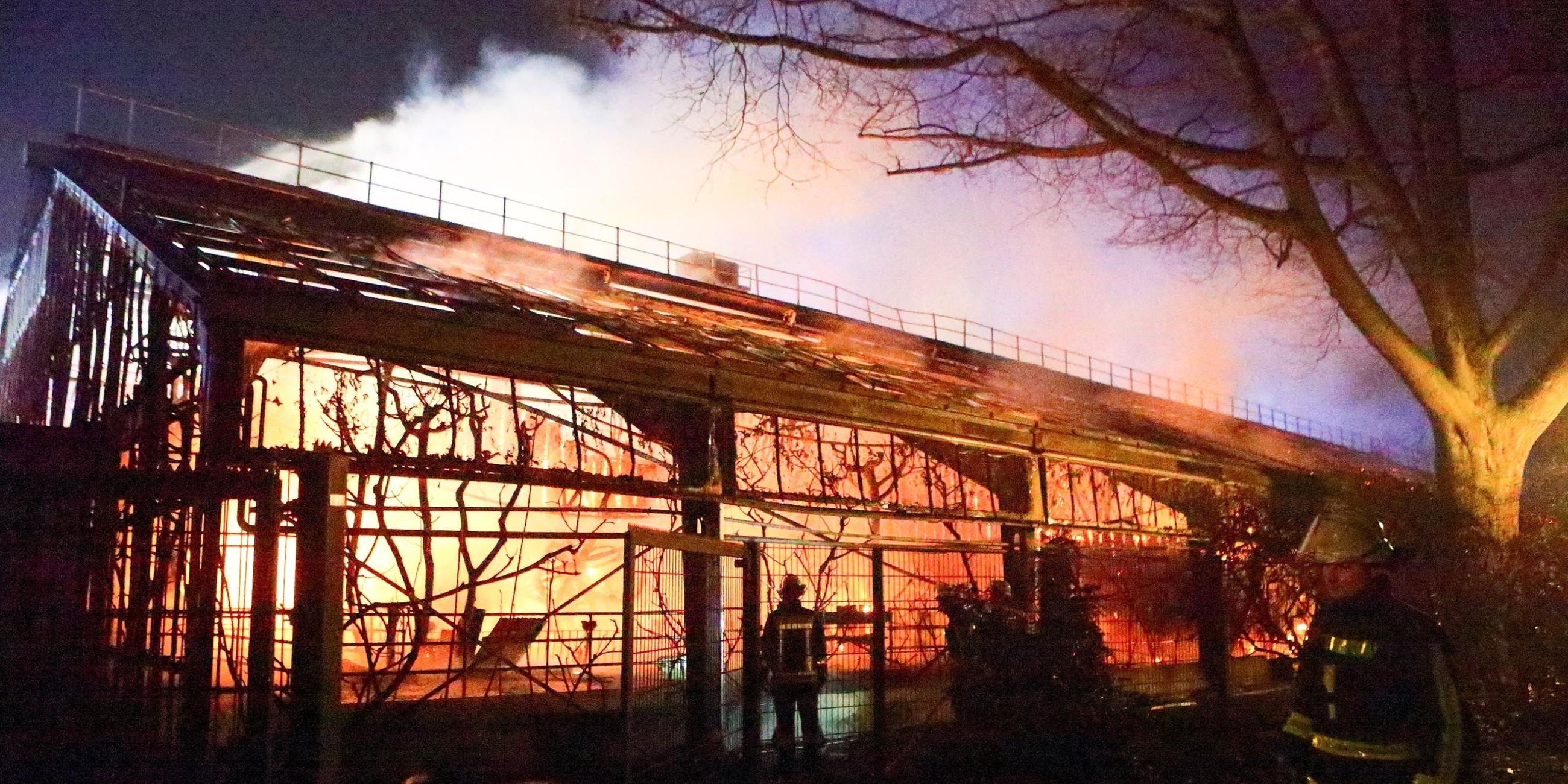 Brand im Affenhaus (Archiv)