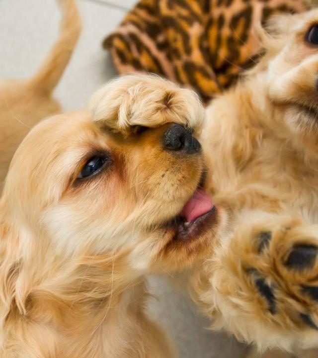 Cocker-Spaniel-Welpen in einem Tierheim. Archivbild