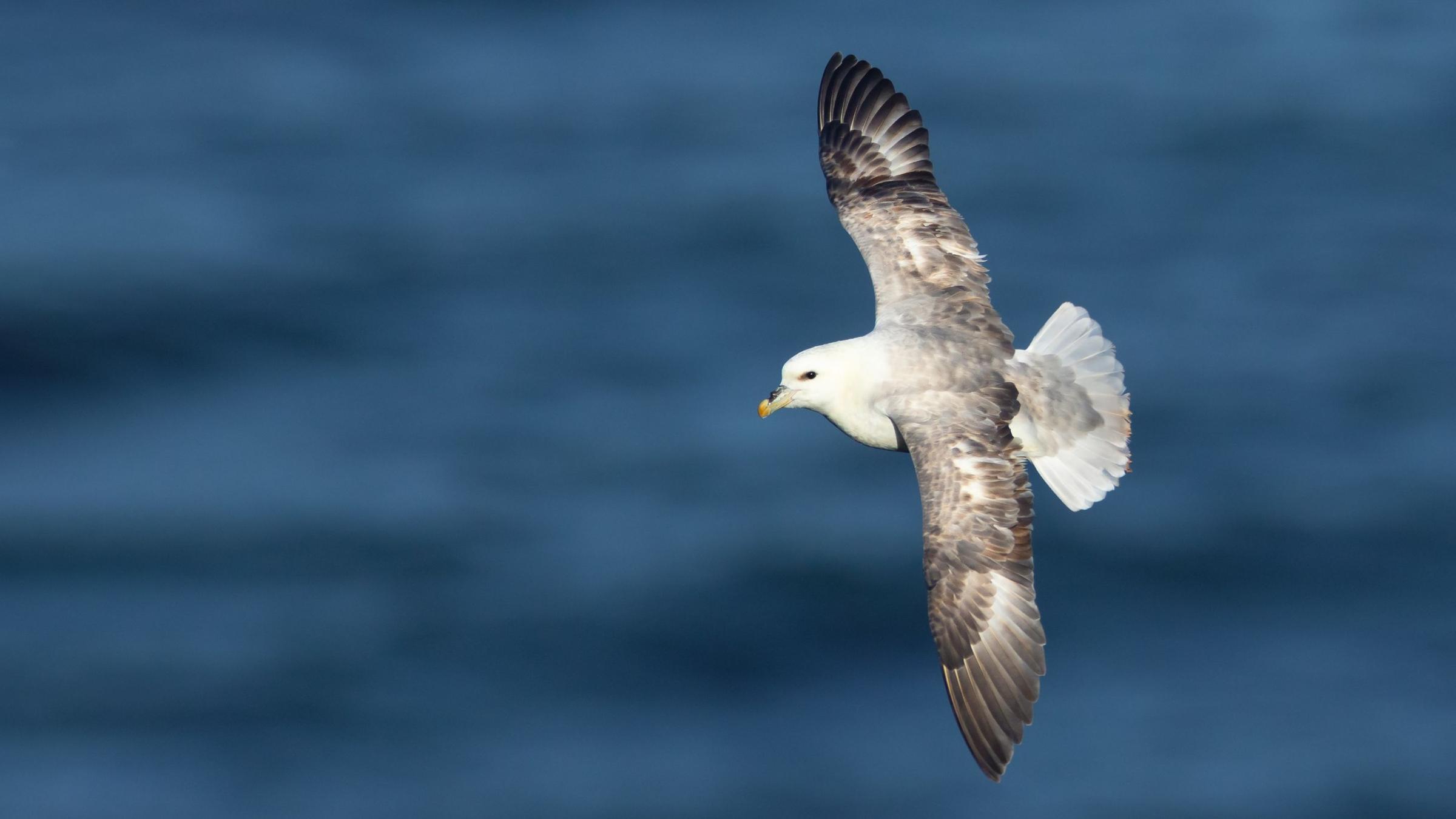 Ein Eissturmvogel im Flug. Archivbild