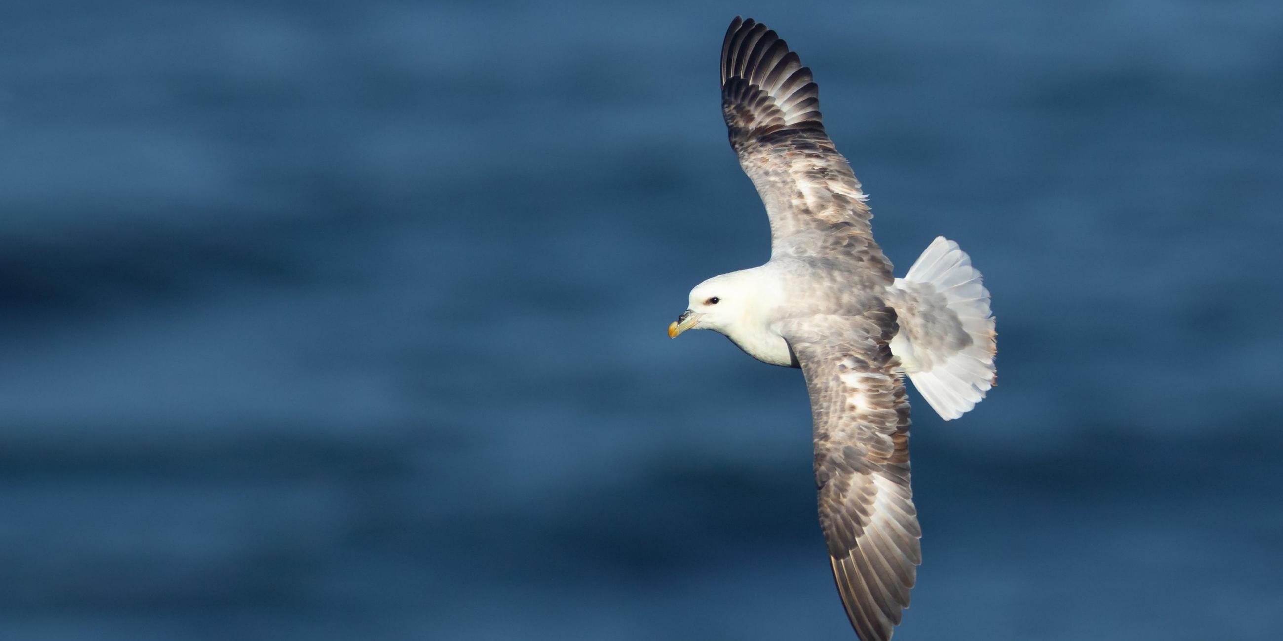 Ein Eissturmvogel im Flug. Archivbild