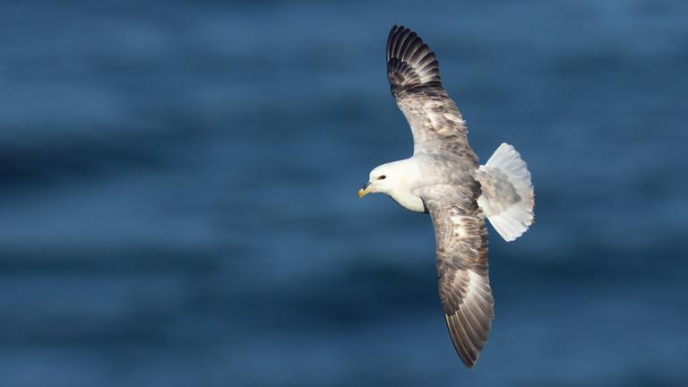 Ein Eissturmvogel im Flug. Archivbild