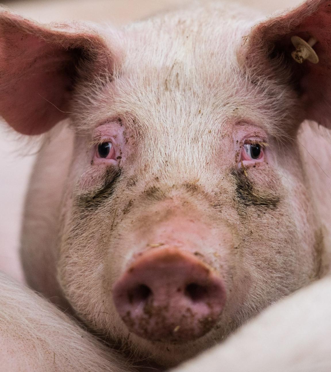 Ein Mastschwein steht in seinem Stall. Archivbild