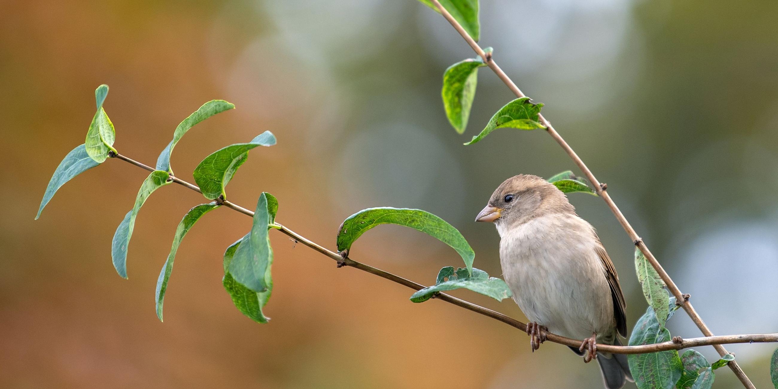 Ein Spatz sitzt auf einem Ast. Archivbild