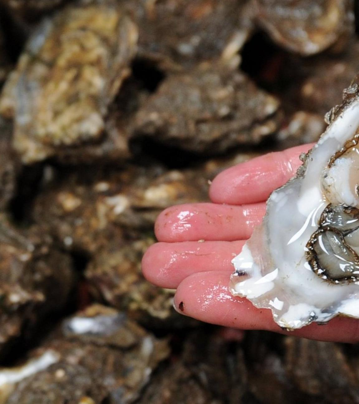Eine frische Auster, jedoch ohne Perle. Symbolbild