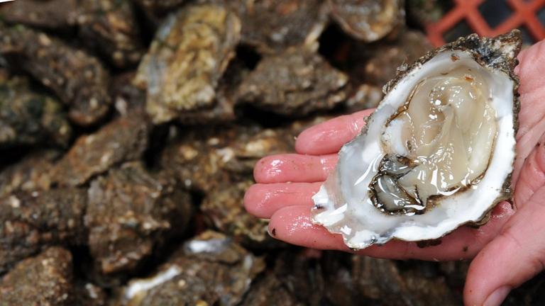 Eine frische Auster, jedoch ohne Perle. Symbolbild