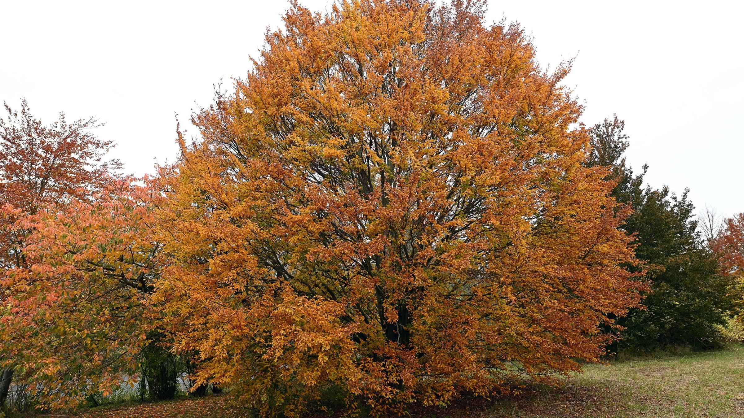 Eine Rotbuche in Göttingen.