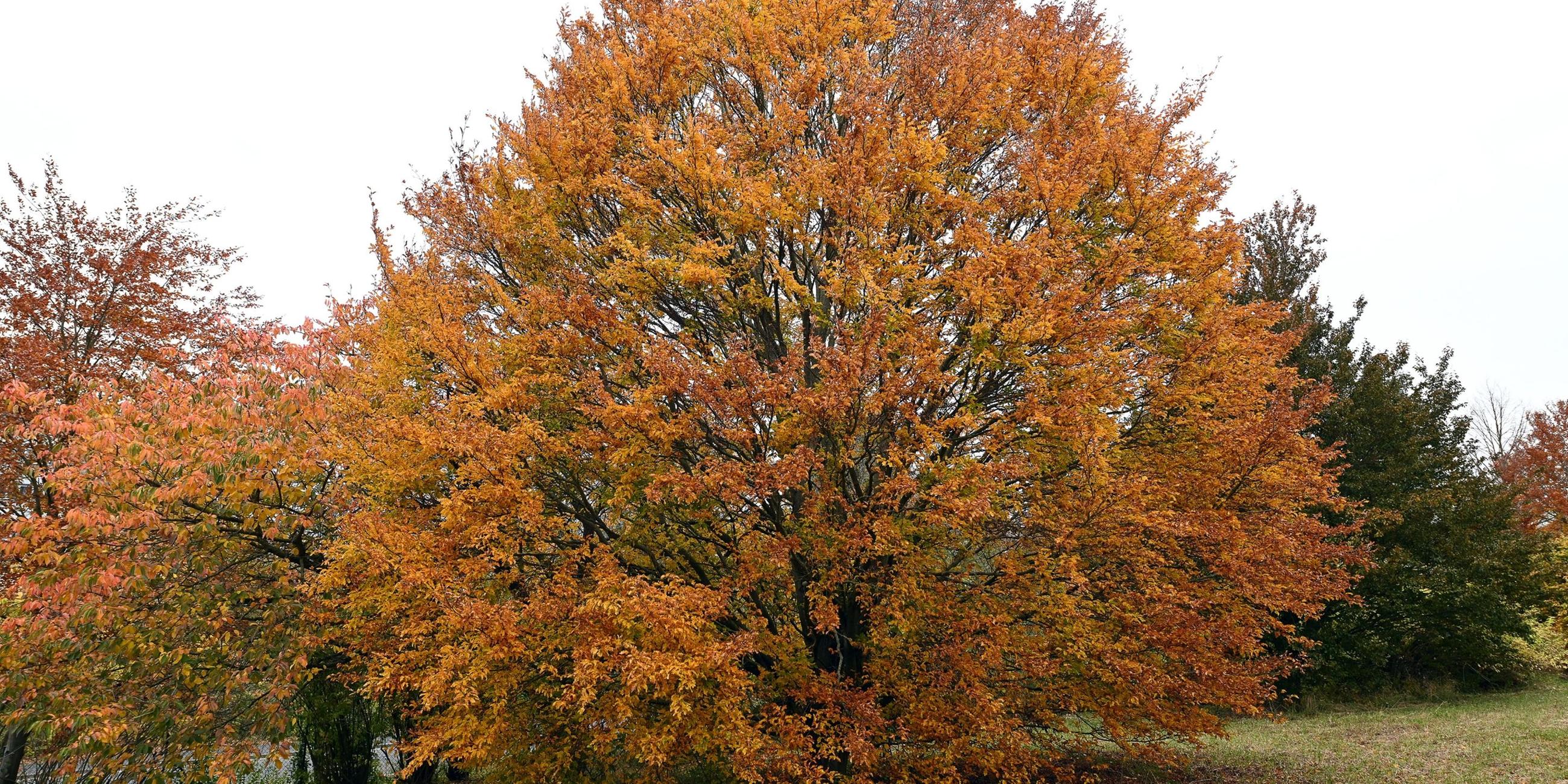 Eine Rotbuche in Göttingen.