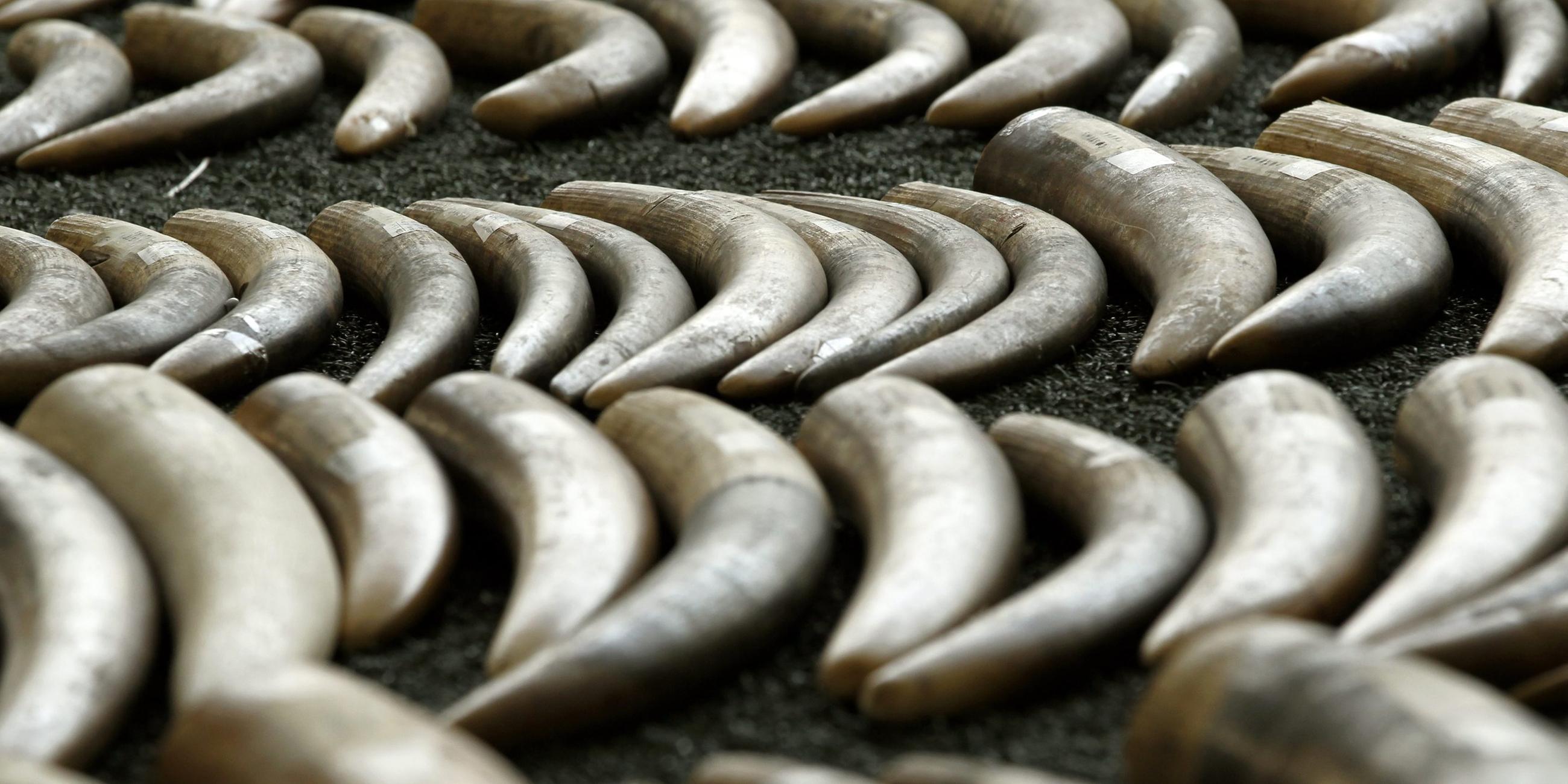 Elfenbein ist weltweit sehr gefragt. Archivbild