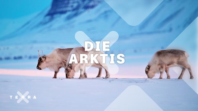 Tiere auf Eisfläche