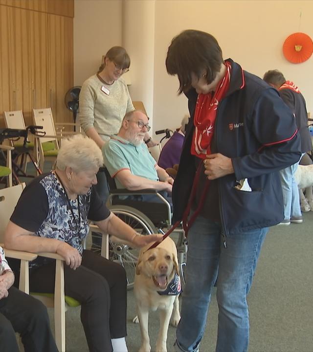 Therapiehunde beschäftigen Senioren.
