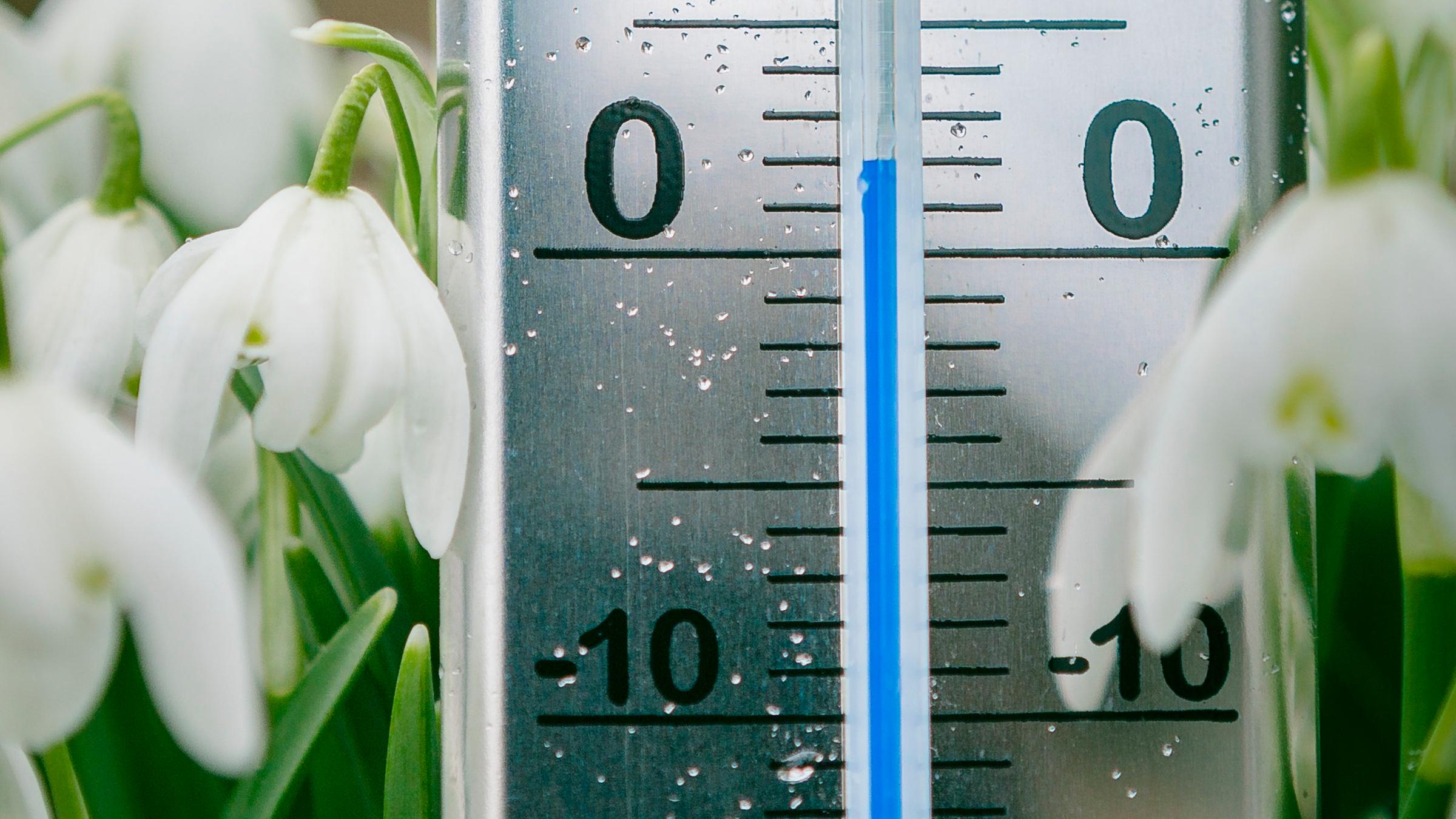 In der Mitte steht ein Termomether auf null Grad Celsius. Daneben sieht man die heranhängenden Köpfe von Schneeglöckchen.