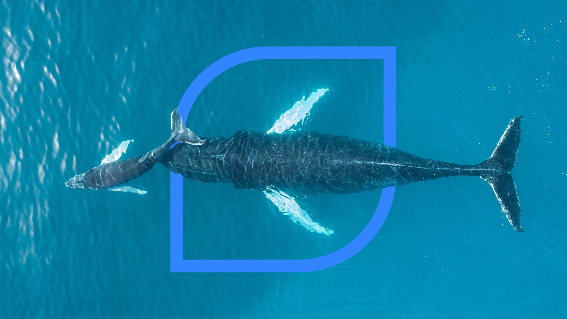 Eine Blauwalkuh mit Jungtier im Meer aus der Vogelperspektive
