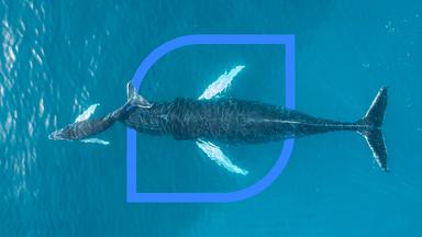 Eine Blauwalkuh mit Jungtier im Meer aus der Vogelperspektive