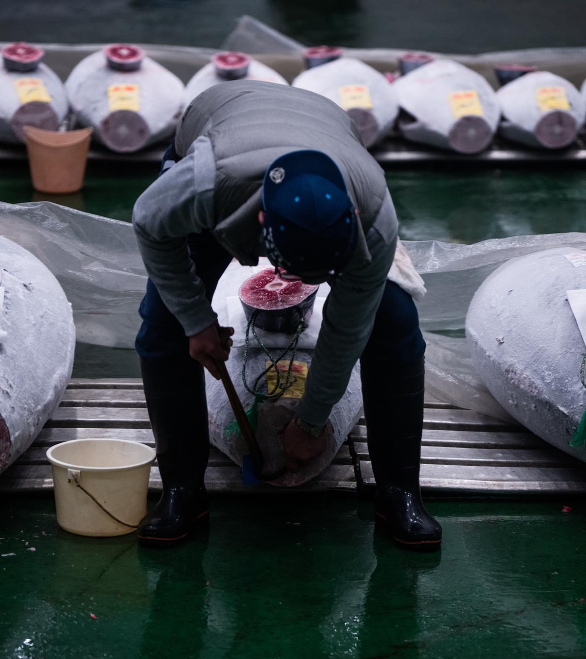 Großhändler inspizieren gefrorenen Thunfisch bei der ersten Thunfischauktion des Jahres.