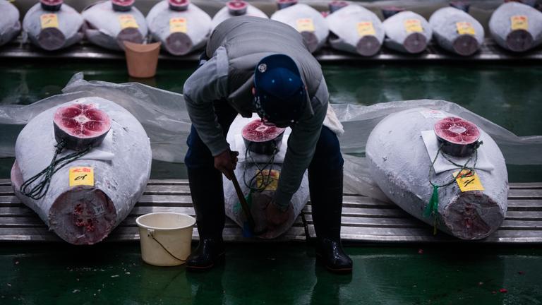 Großhändler inspizieren gefrorenen Thunfisch bei der ersten Thunfischauktion des Jahres.