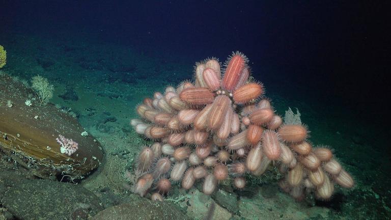 Bilder einer Tauchmission bei der vor Chile am 10 Februar 2024 neue Spezies entdeckt wurden. (Archiv) 