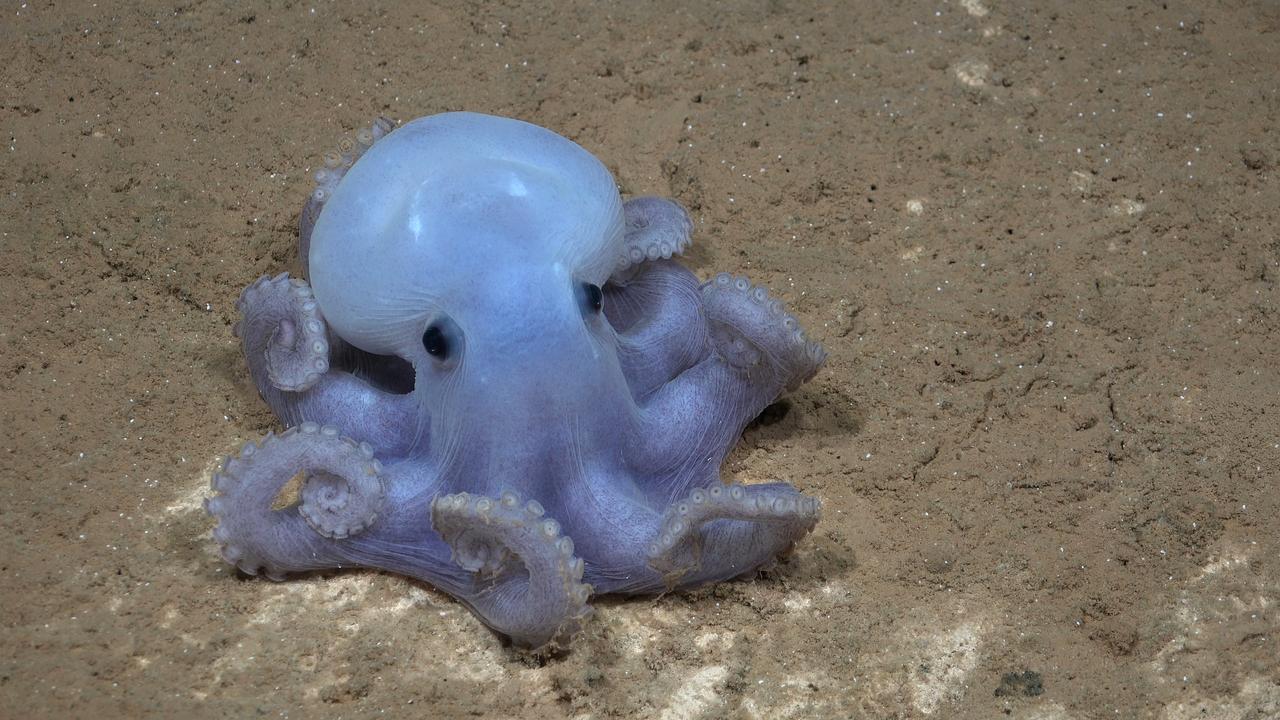 Eine kleine blaue Casper-Krake auf dem Meeresgrund.