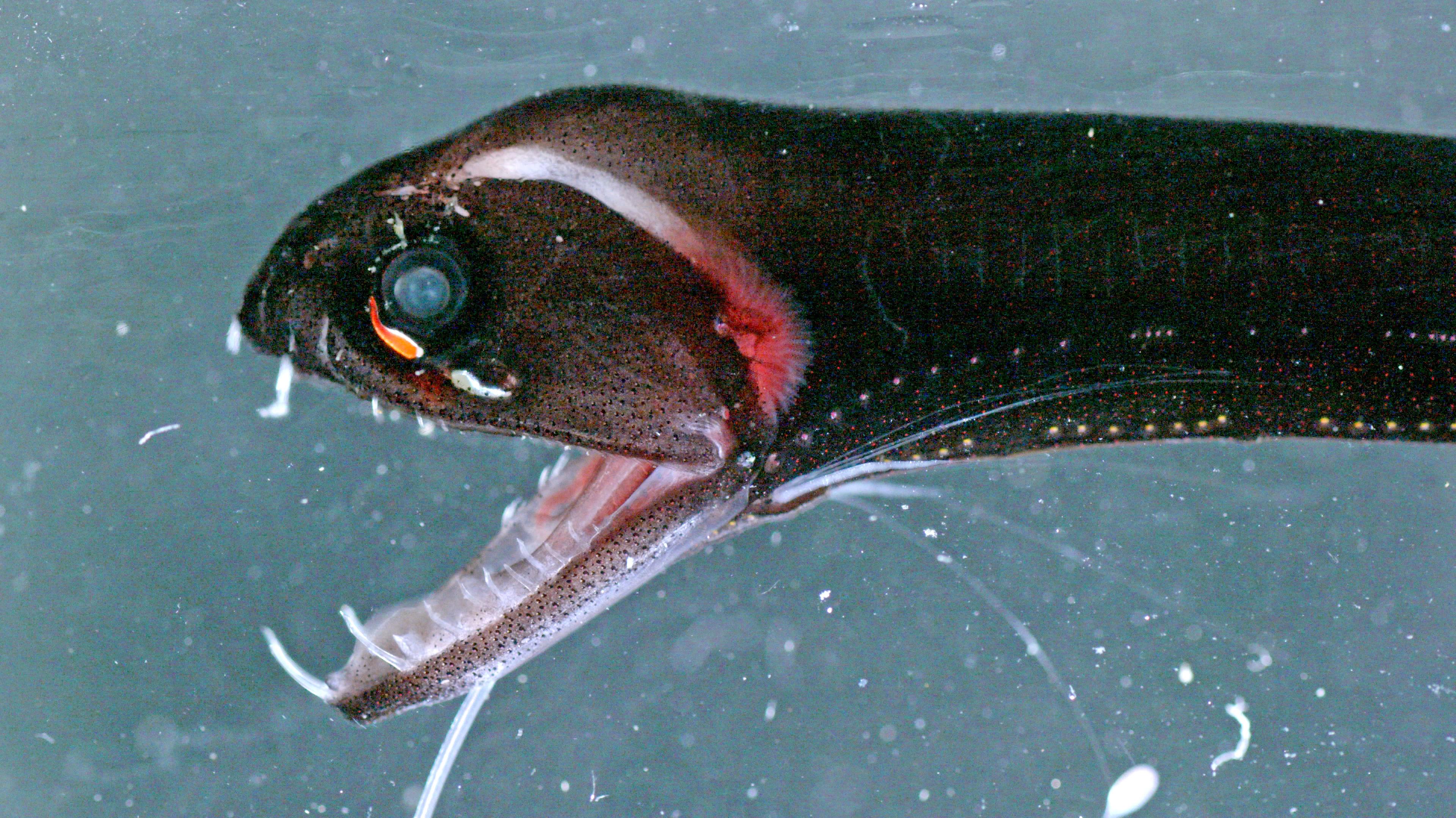 Drachenfisch