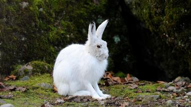 Ein weißer Schneehase sitzt auf steinigem Untergrund mit Blättern und Moos. Im Hintergund ein bemooster Felsen.