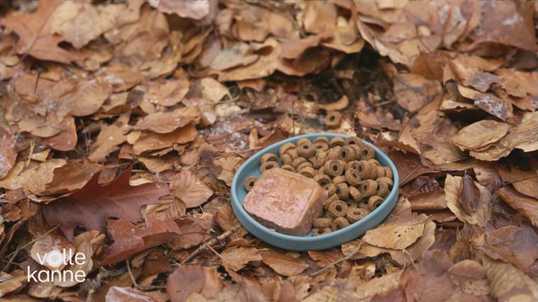 Schälchen mit Futter im Wald