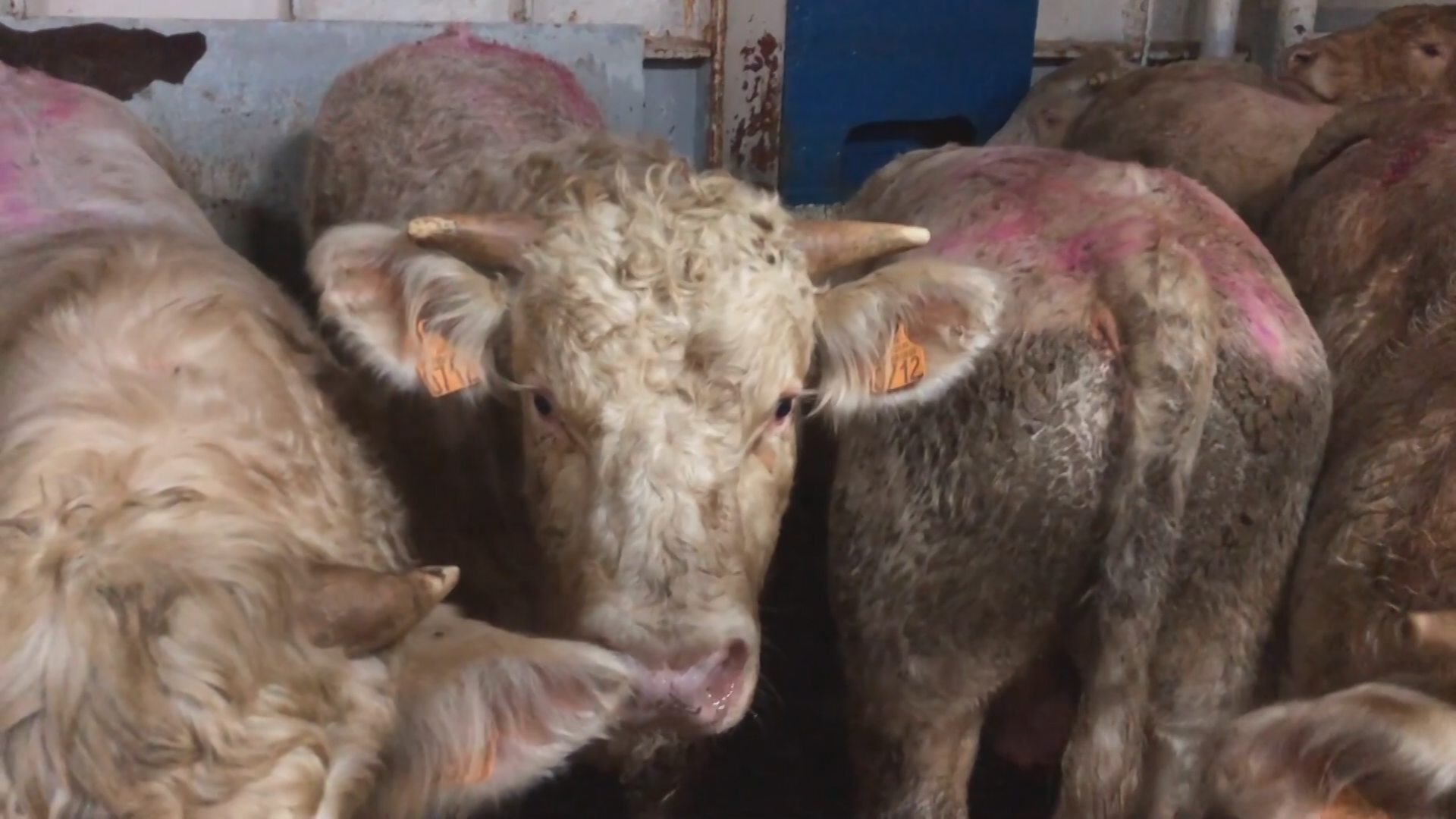 Viele Rinder zusammengepfercht in einem Stall, ein Rind schaut direkt in die Kamera 