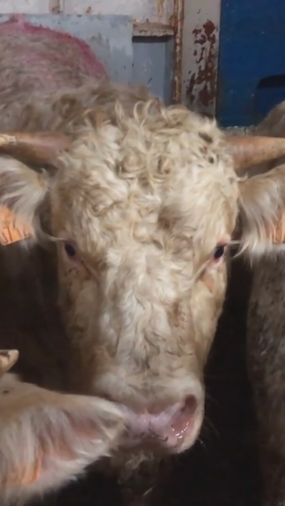 Viele Rinder zusammengepfercht in einem Stall, ein Rind schaut direkt in die Kamera 