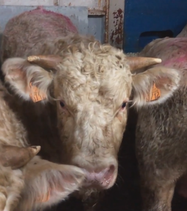 Viele Rinder zusammengepfercht in einem Stall, ein Rind schaut direkt in die Kamera 