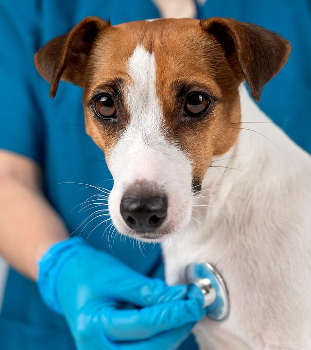 Ein Jack Russell Terrier wird von einem Tierarzt abgehört