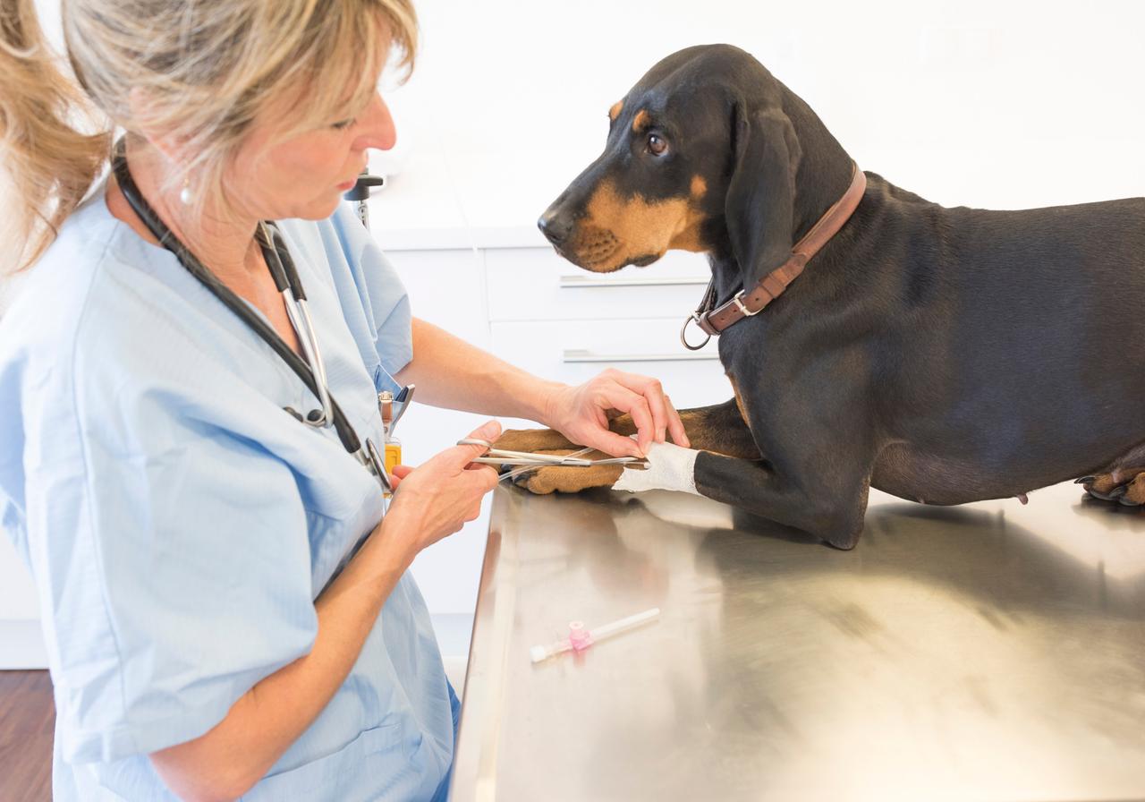 Tierärztin behandelt einen Hund