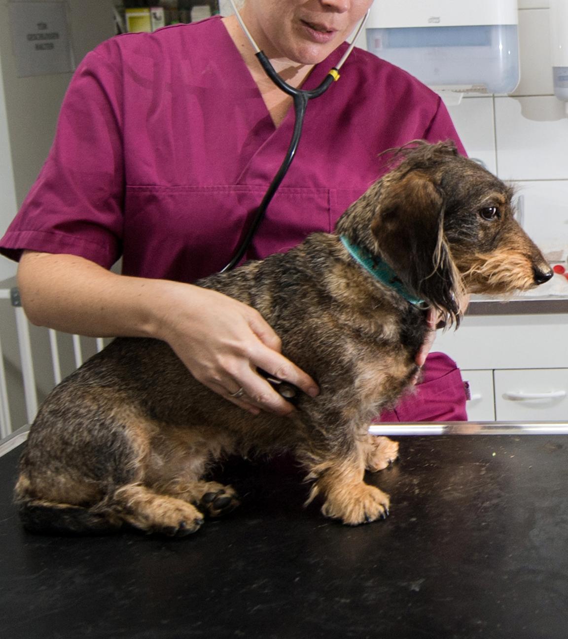Ein Rauhaardackel wird von einer Person in bordeauxfarbener Arztkleidung mit einem Stethoskop untersucht.