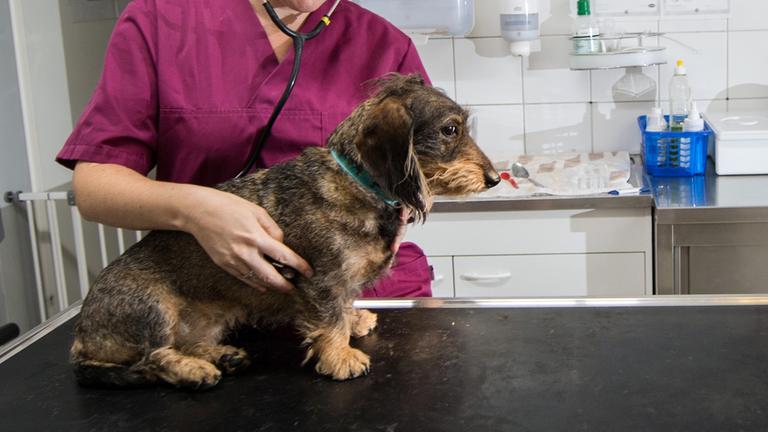 Ein Rauhaardackel wird von einer Person in bordeauxfarbener Arztkleidung mit einem Stethoskop untersucht.