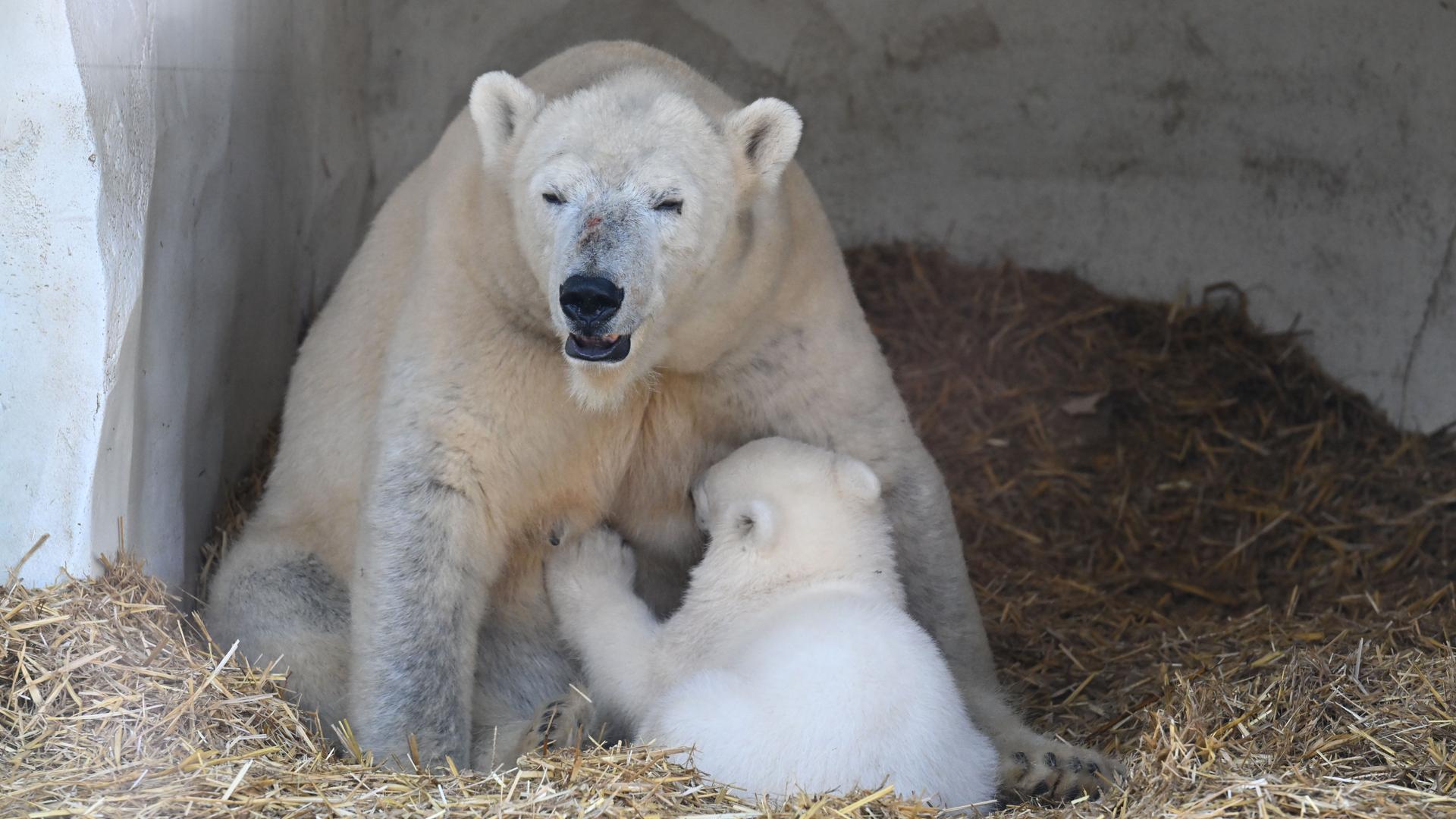 Eisbärbaby Mika mit Mutterbär