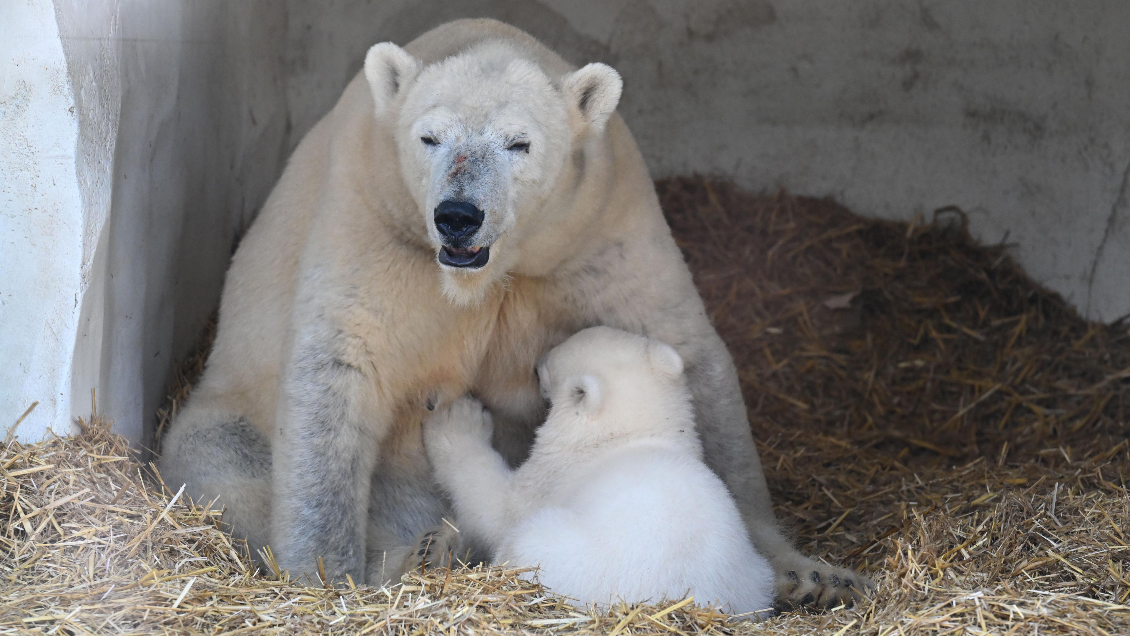 Eisbärbaby Mika mit Mutterbär