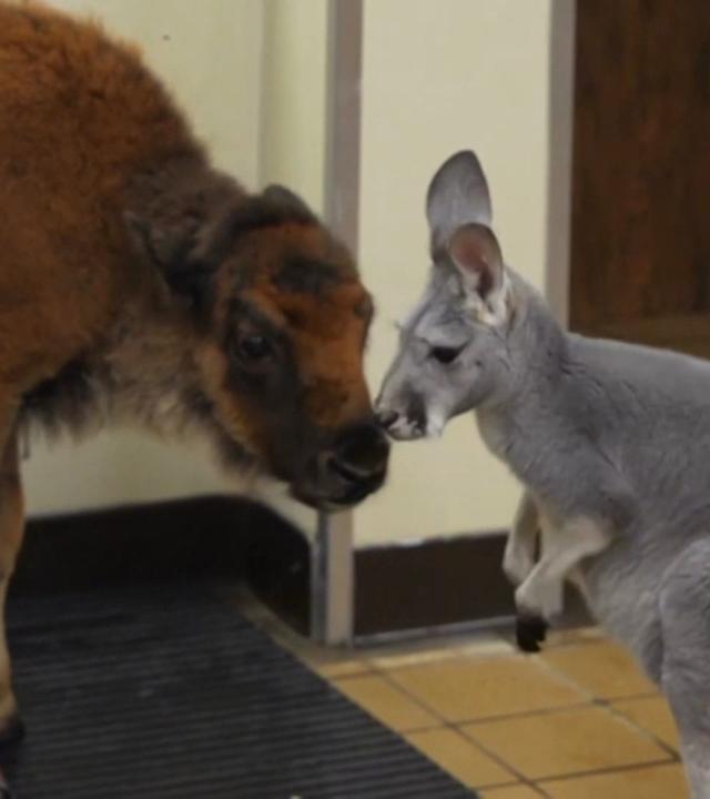 Ungewöhnliche Tierfreundschaft zwischen Känguru und Bison.