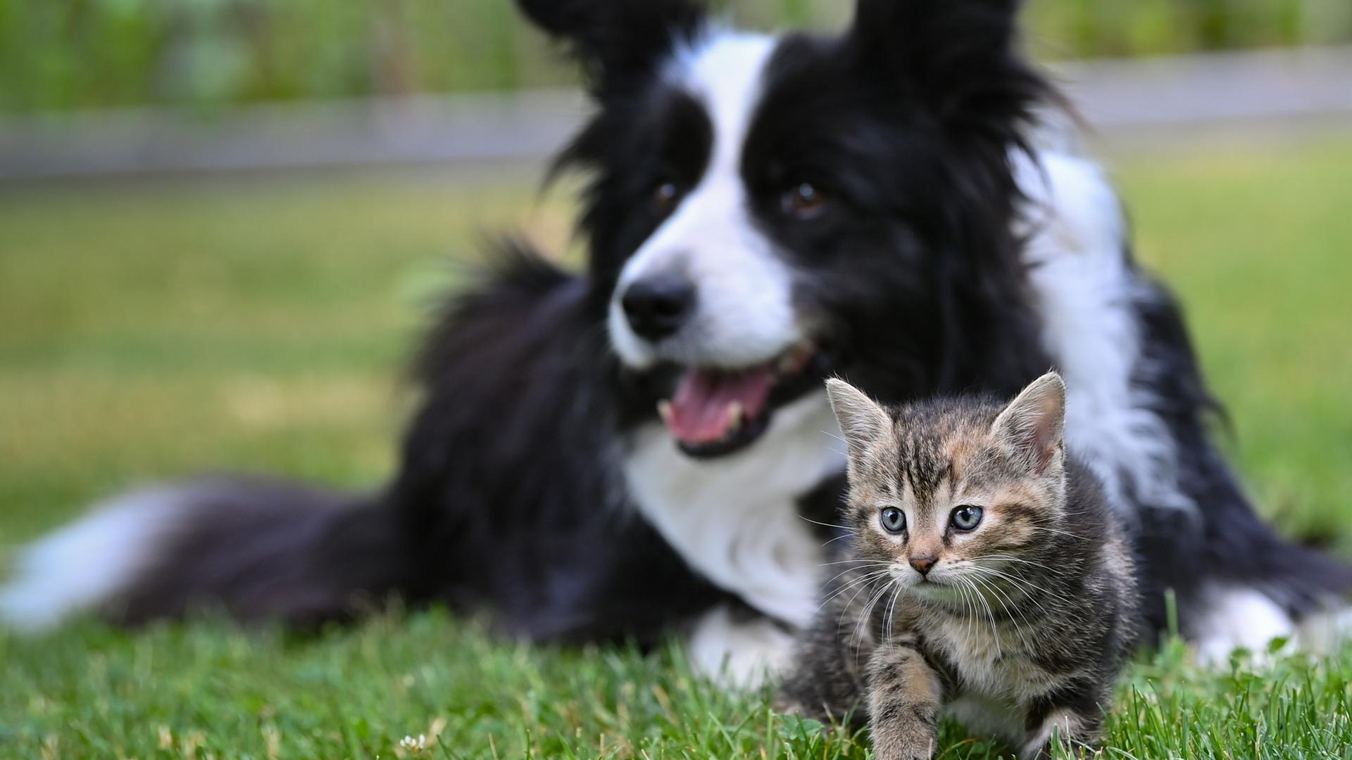Hund und Katze