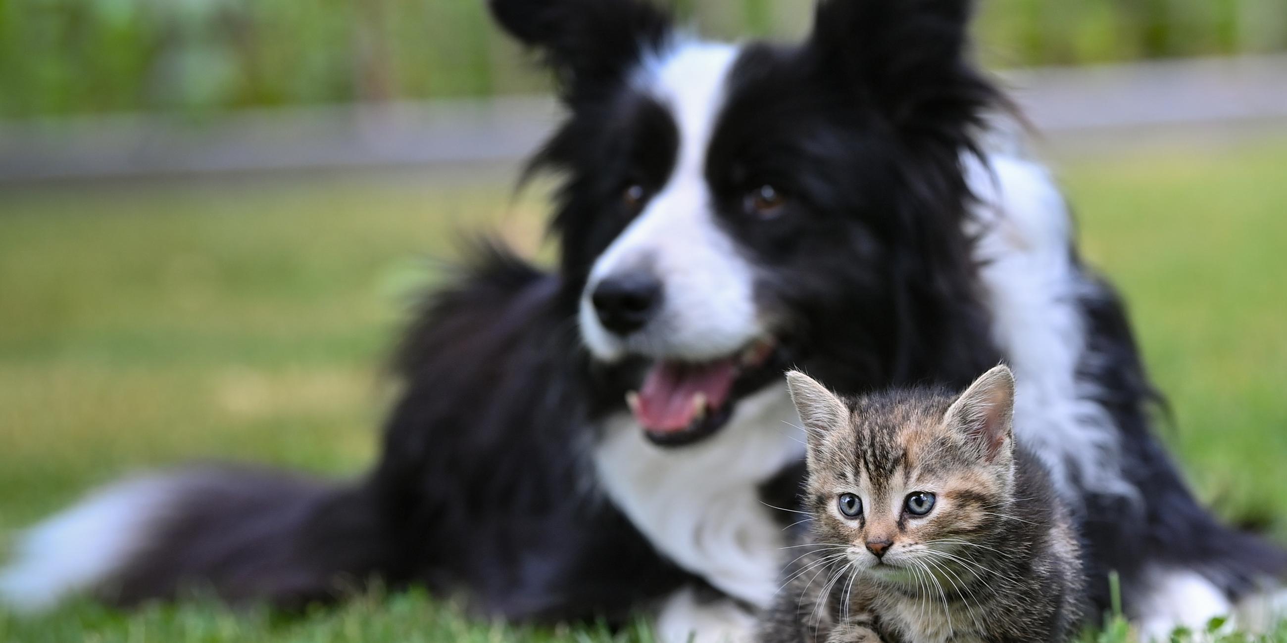 Hund und Katze