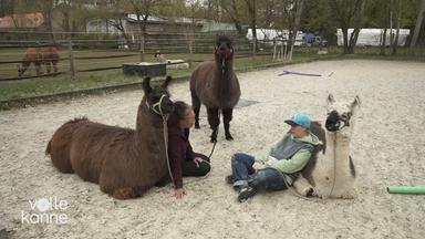 Zwei Personen im Gespräch, angelehnt an Lamas.
