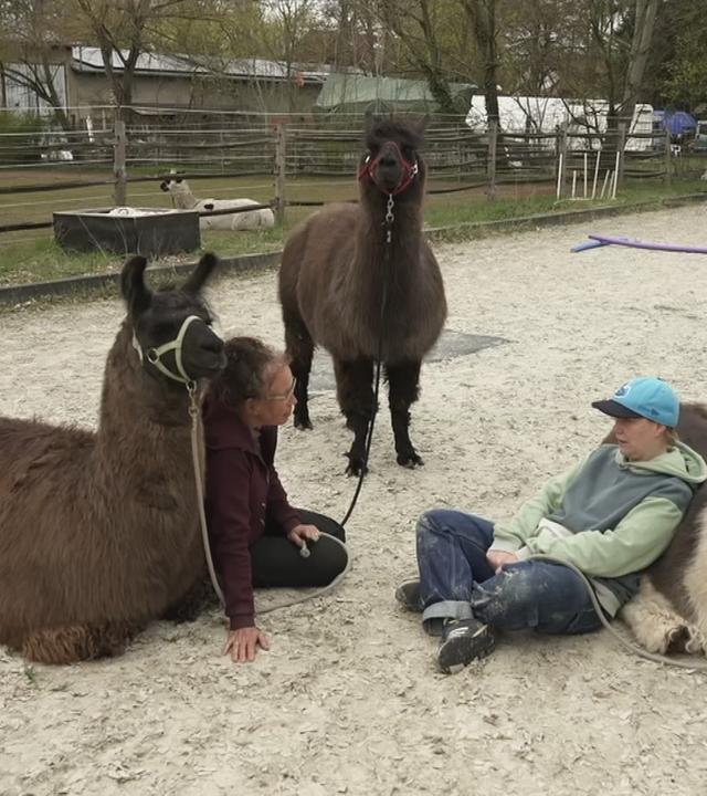 Zwei Personen im Gespräch, angelehnt an Lamas.