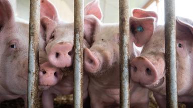Schweine im Schweinestall