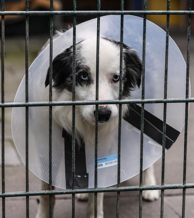 Archivbild: Ein Hund steht im Konrad-Adenauer Tierheim in einem Zwinger. 