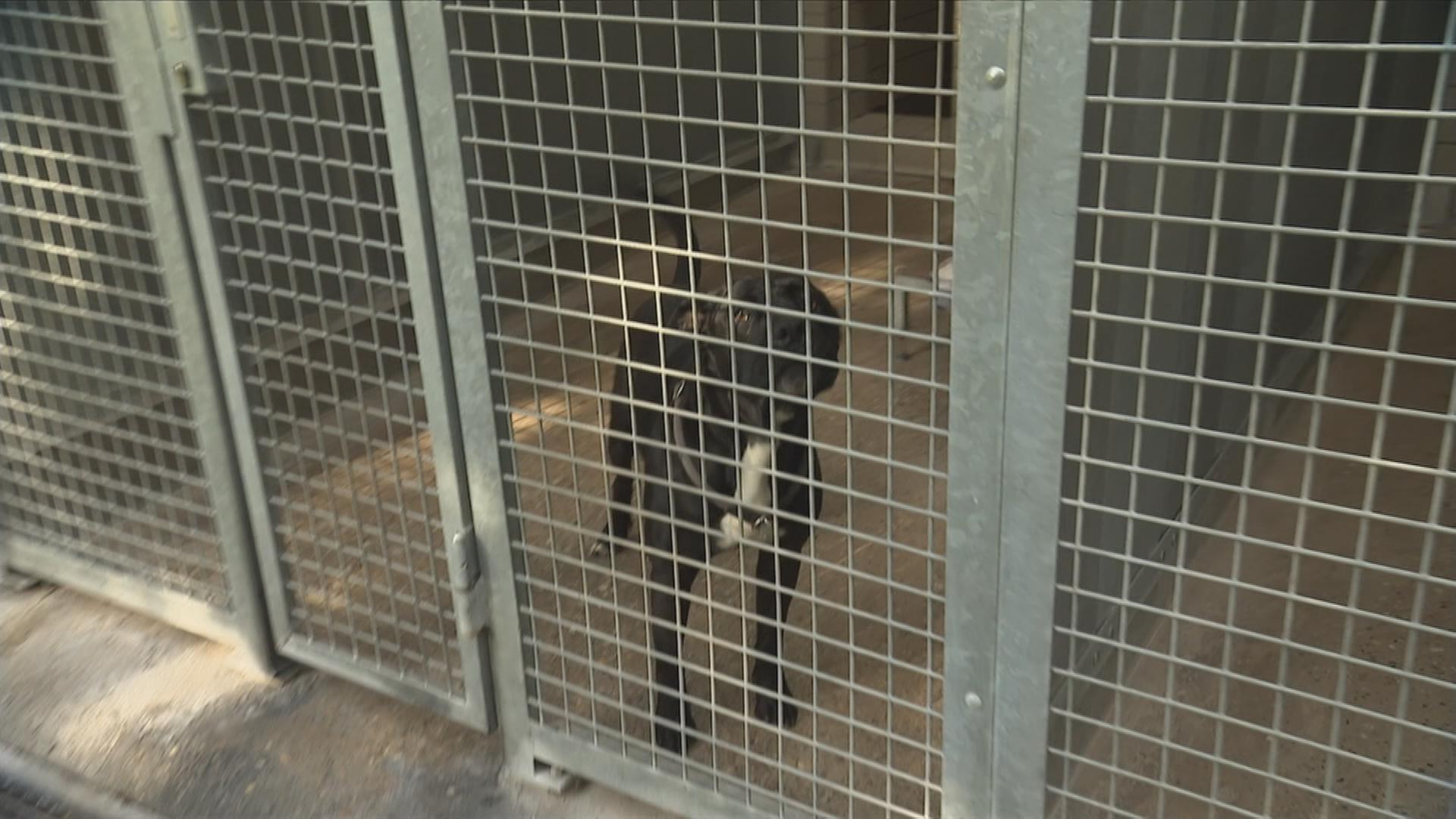 Hund im Tierheim