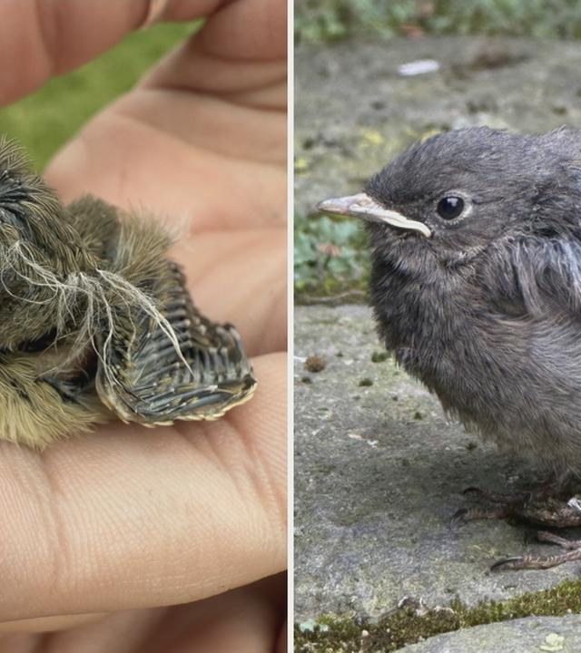 zwei Bilder von Vogelkindern 
