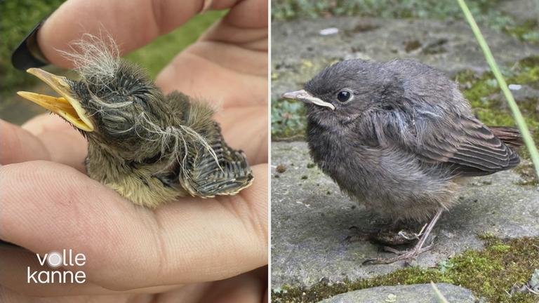zwei Bilder von Vogelkindern 