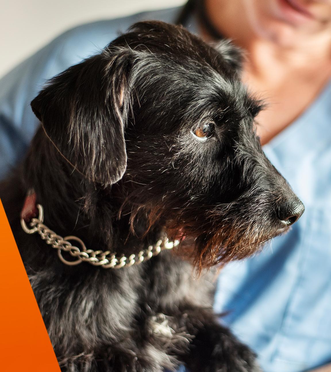Schwarzer Hund vor Tierarzt
