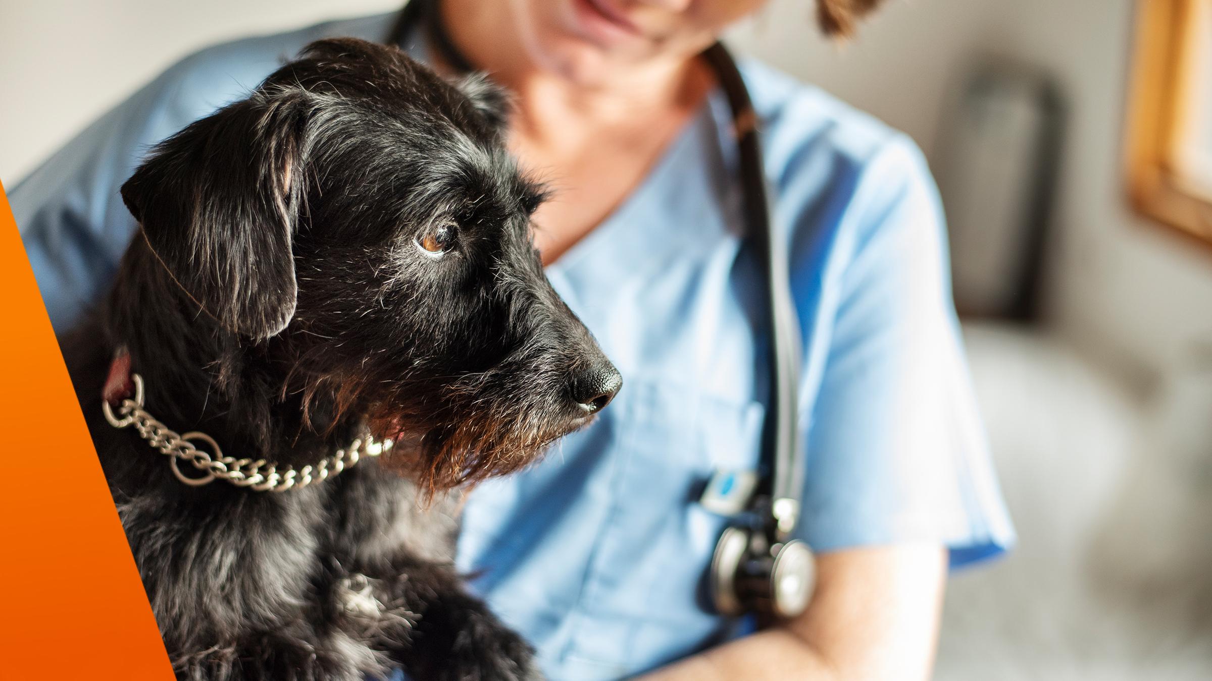 Schwarzer Hund vor Tierarzt