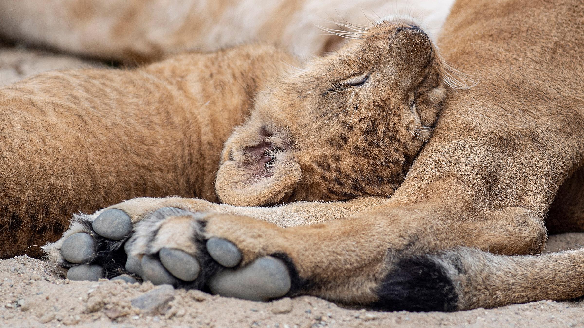 Ein junger Berberlöwe kuschelt mit seiner Mutter im Gehege im Safari Park Dvur Kralove, am 19.07.2019 in Königinhof an der Elbe, Tschechien.